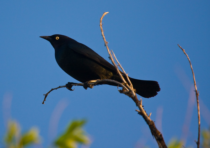 Common Grackle